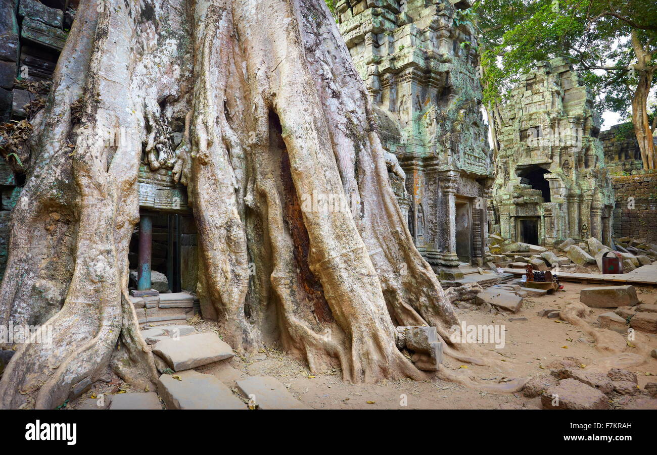 Racines d'un arbre géant ruines également mangeuses de Ta Prohm Temple, Angkor, Cambodge, Asie Banque D'Images