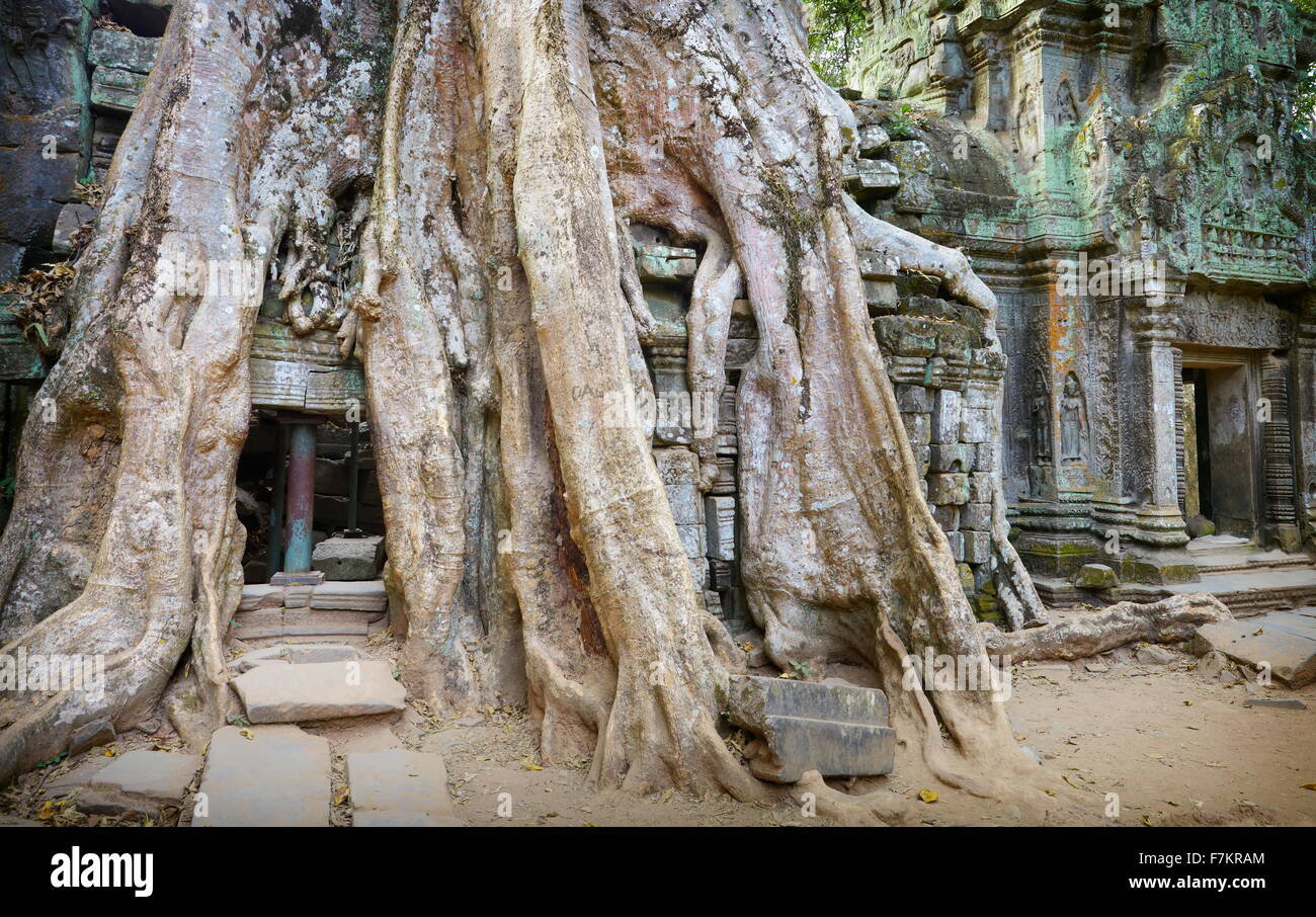 Racines d'un arbre géant Ta Prohm Temple également mangeuses, Angkor, Cambodge, Asie Banque D'Images