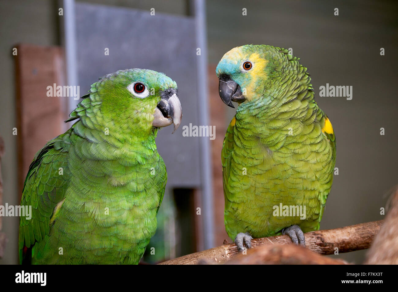 Un sacré bleu Amazon farineuse (Amazona farinosa) et façade bleu (Amazona  aestiva) Amazon parrot assis sur une branche dans une volière. Les deux de  ces oiseaux sont originaires d'Amérique du Sud Photo