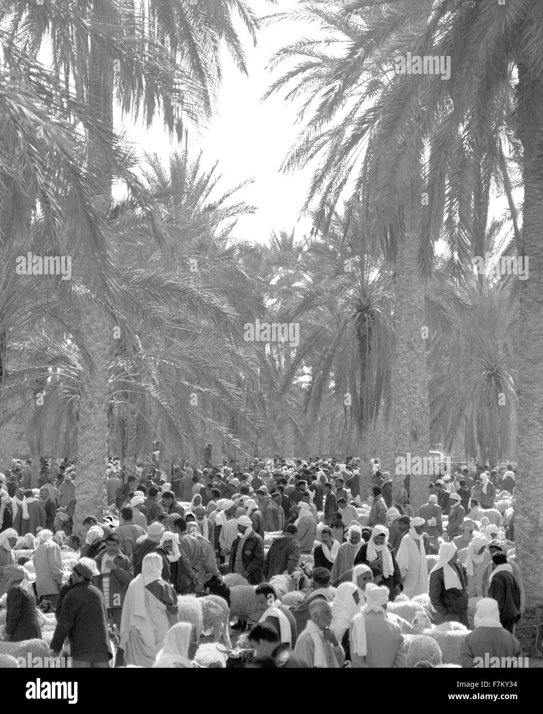 Un marché hebdomadaire de bétail à Douz. Les villageois de l'oasis environnants viennent en grand nombre pour acheter du bétail et du commerce.Tunisie Banque D'Images