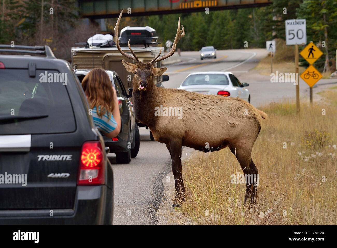 Un bull elk Cervus elaphus,faire des grimaces pour un jeune photographe Banque D'Images