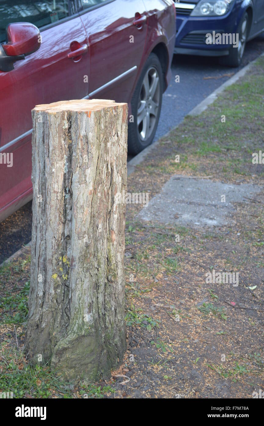 Une souche d'arbre fraîchement coupé à côté d'une rangée de voitures Banque D'Images