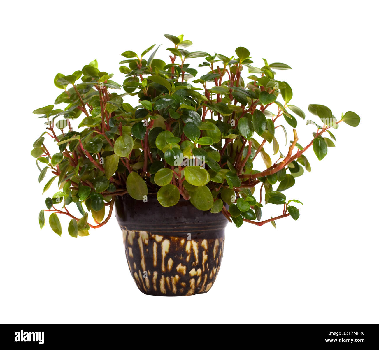 Peperomia obtusifolia en pot. Isolé sur fond blanc Banque D'Images