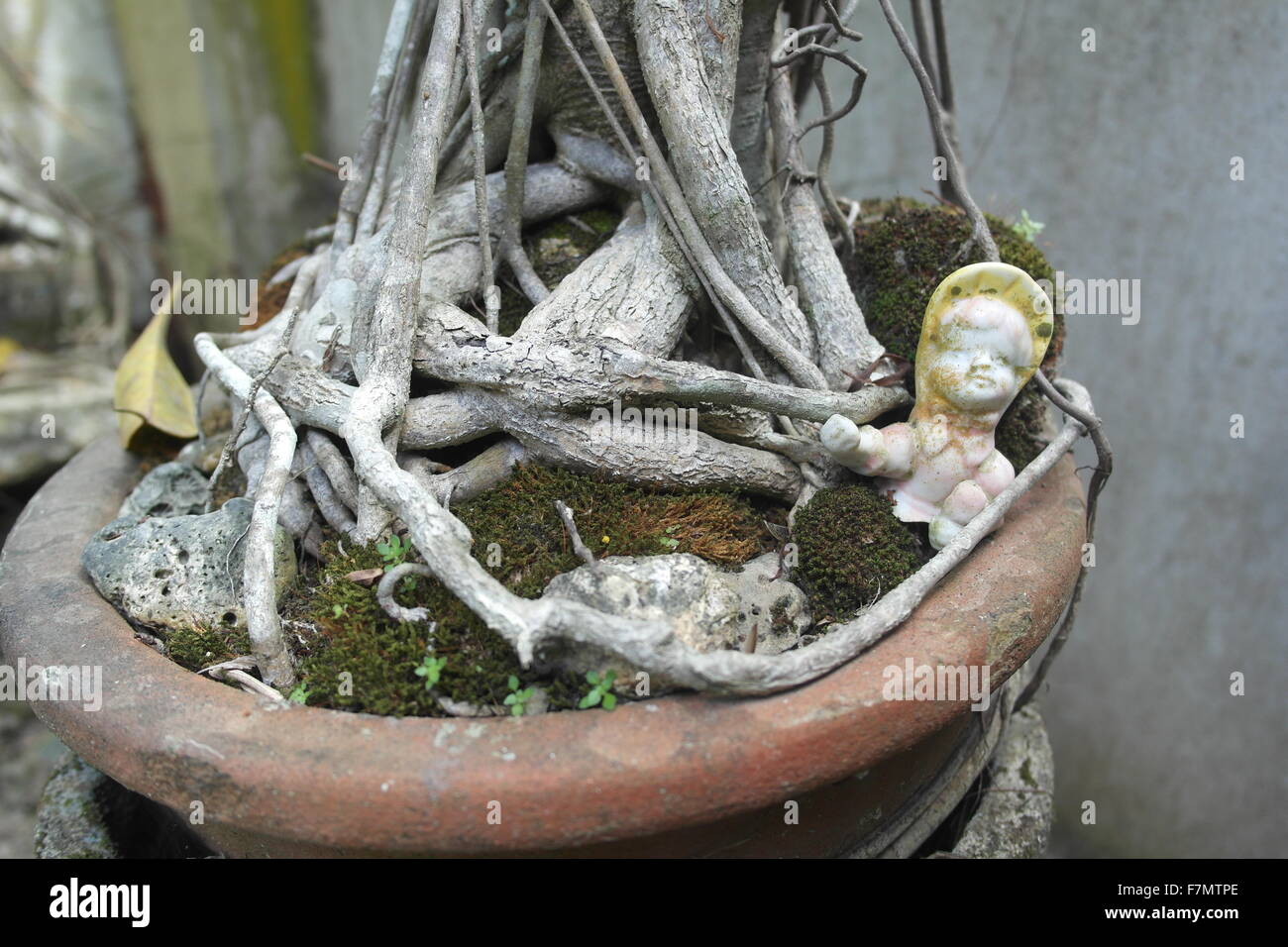 Une poupée de porcelaine brisée dans un pot de plante bonsai Banque D'Images