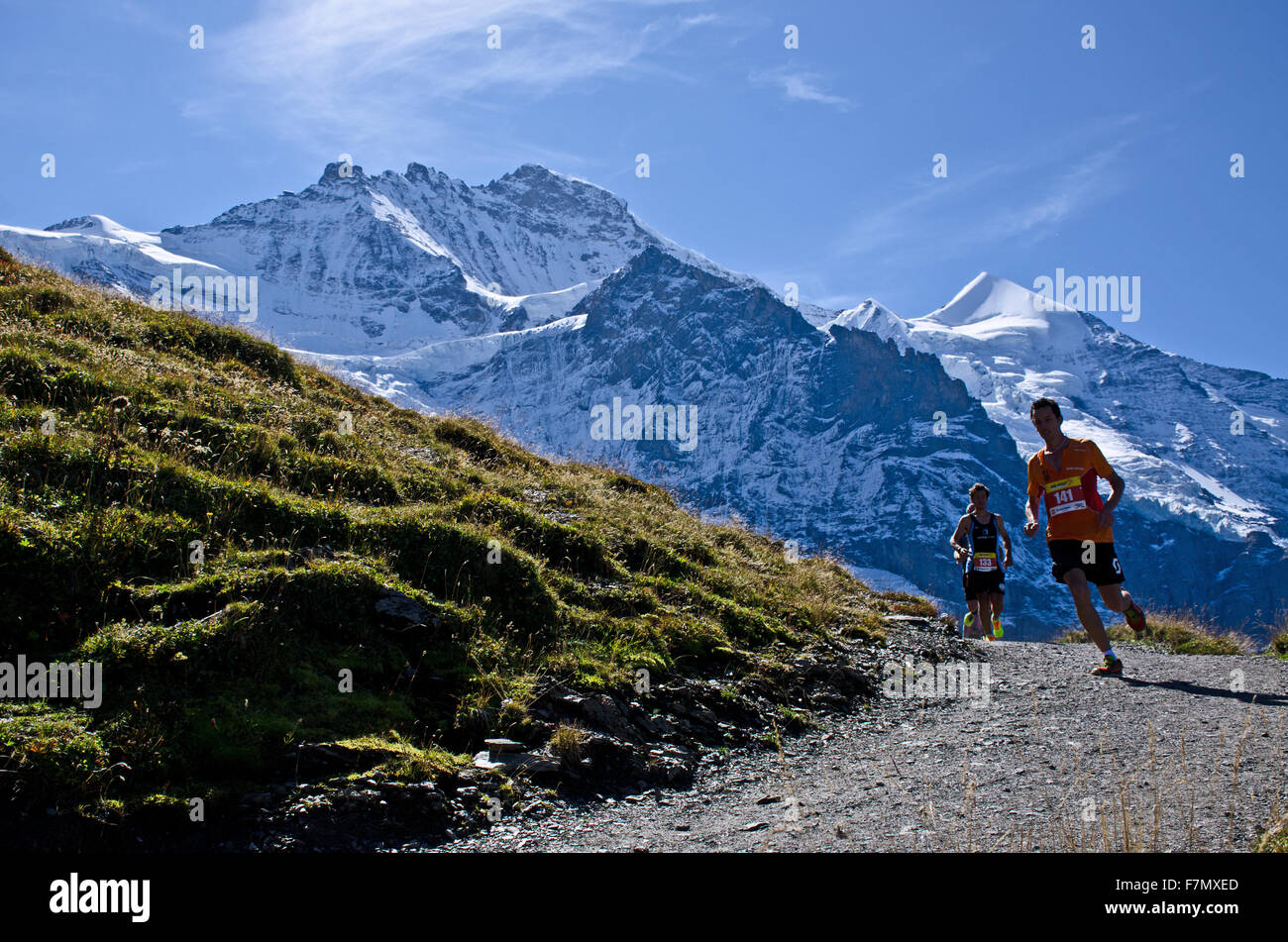 Porteur en face du mont Jungfrau sur 2015 Jungfrau Marathon race de interlken à Kleine Scheidegg, Alpes Bernoises, SWI Banque D'Images