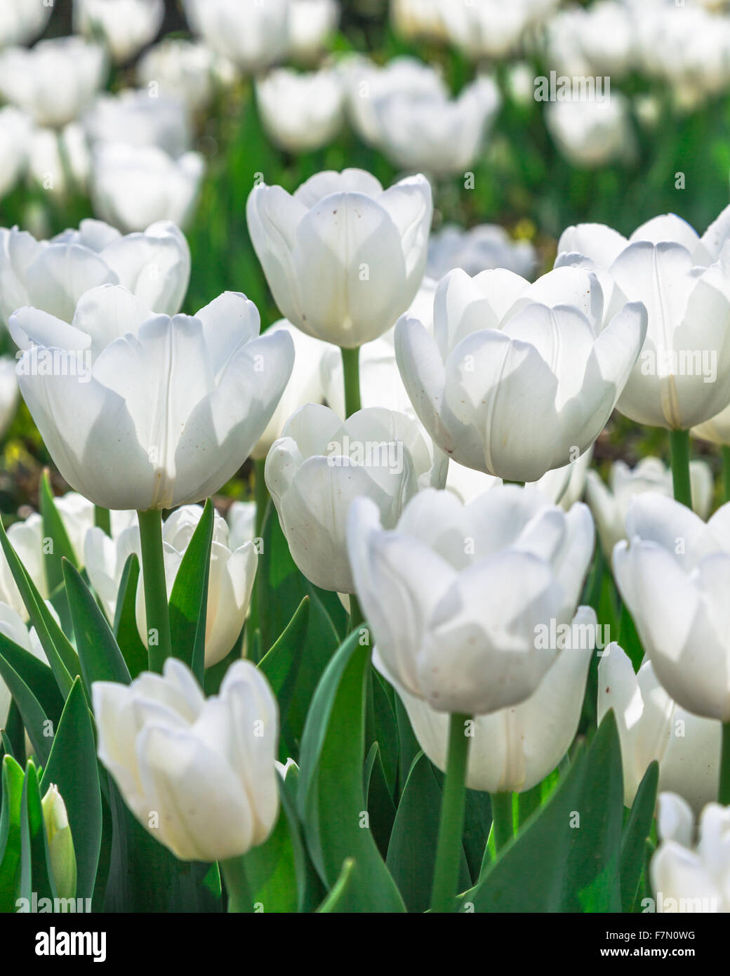 Close up of White Tulip Fleurs (Tulipa) Lilioideae Banque D'Images