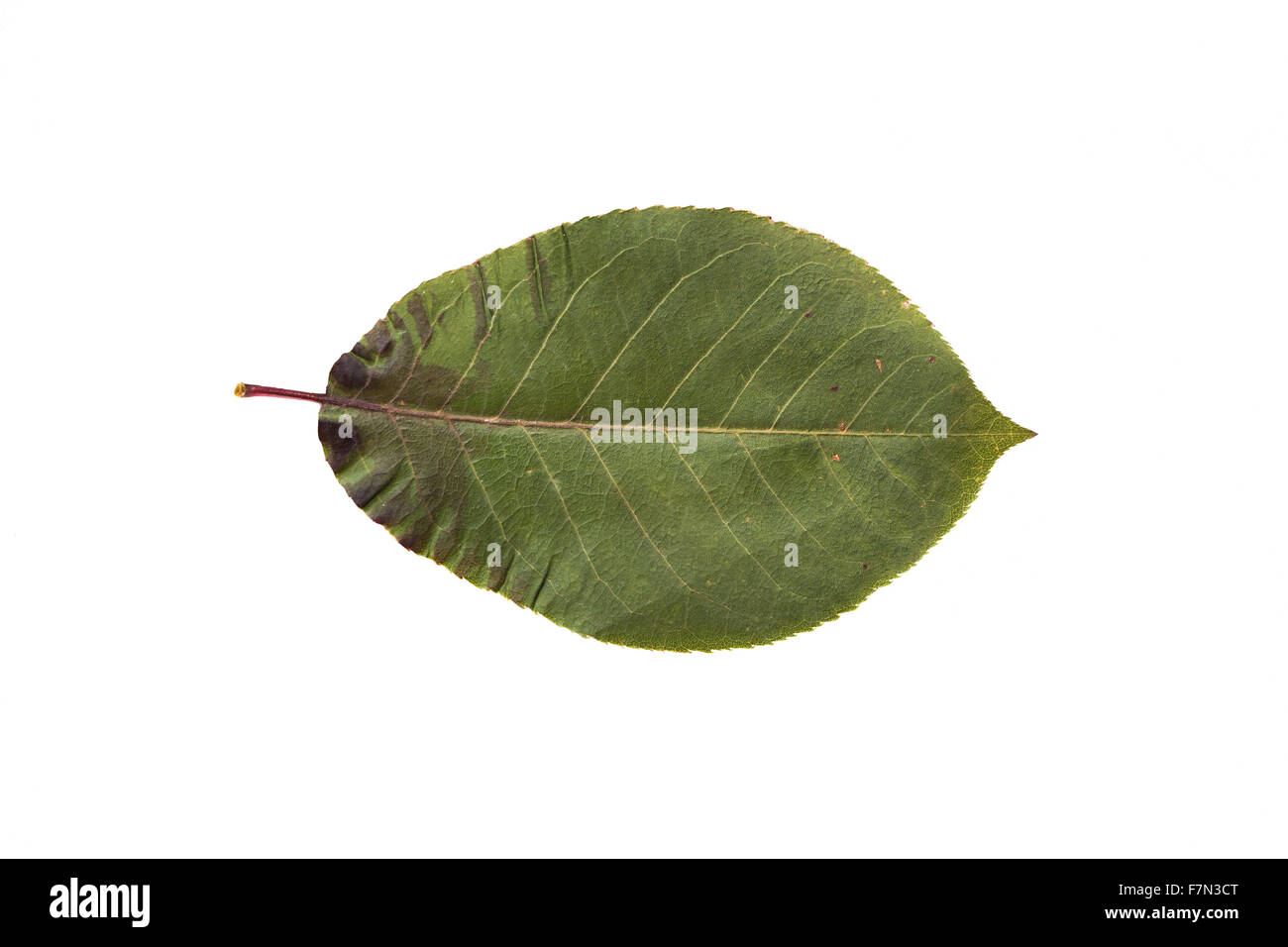 Feuille d'arbre sec tombé aronie Banque D'Images