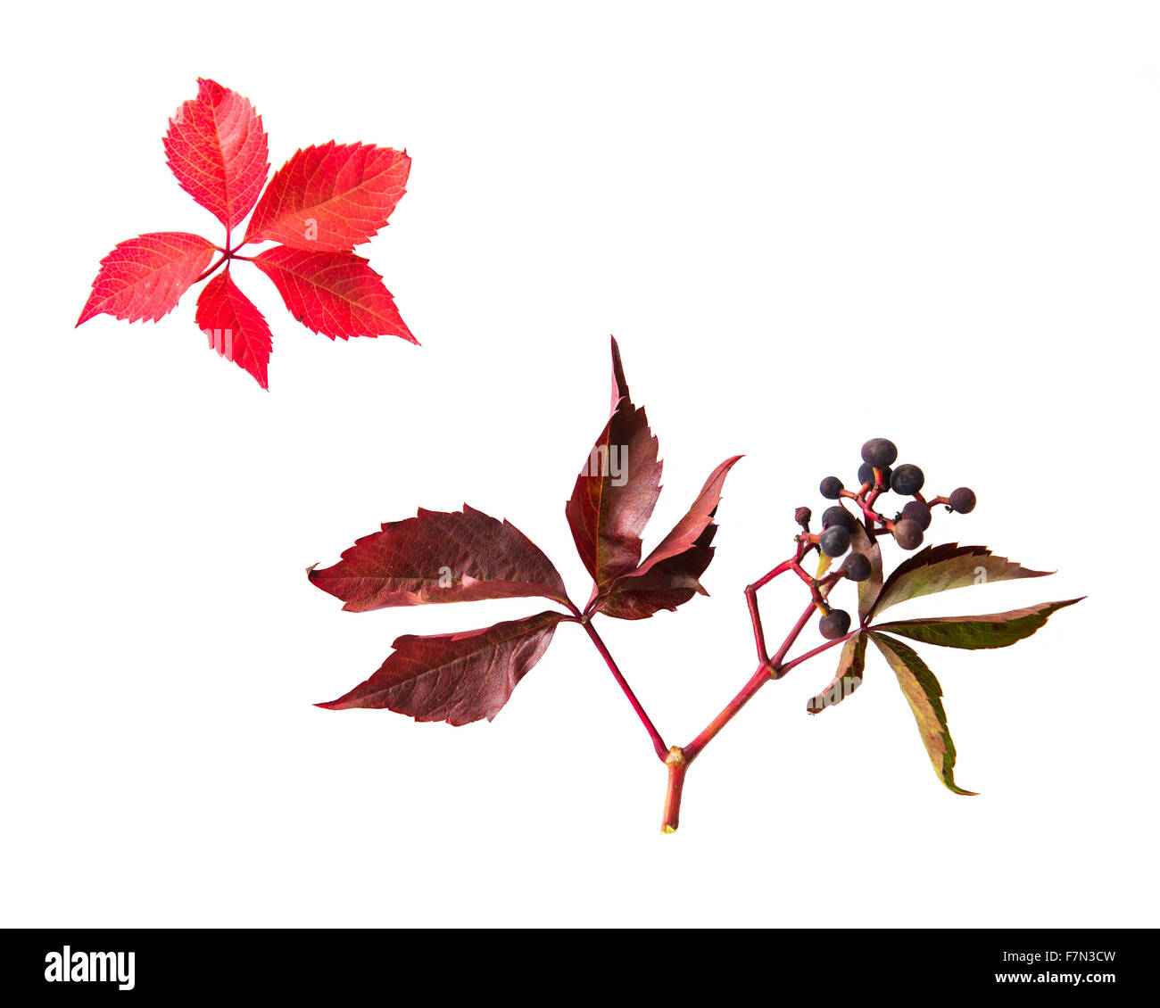 Automne feuilles de vigne et grappe de fruits rouges Banque D'Images