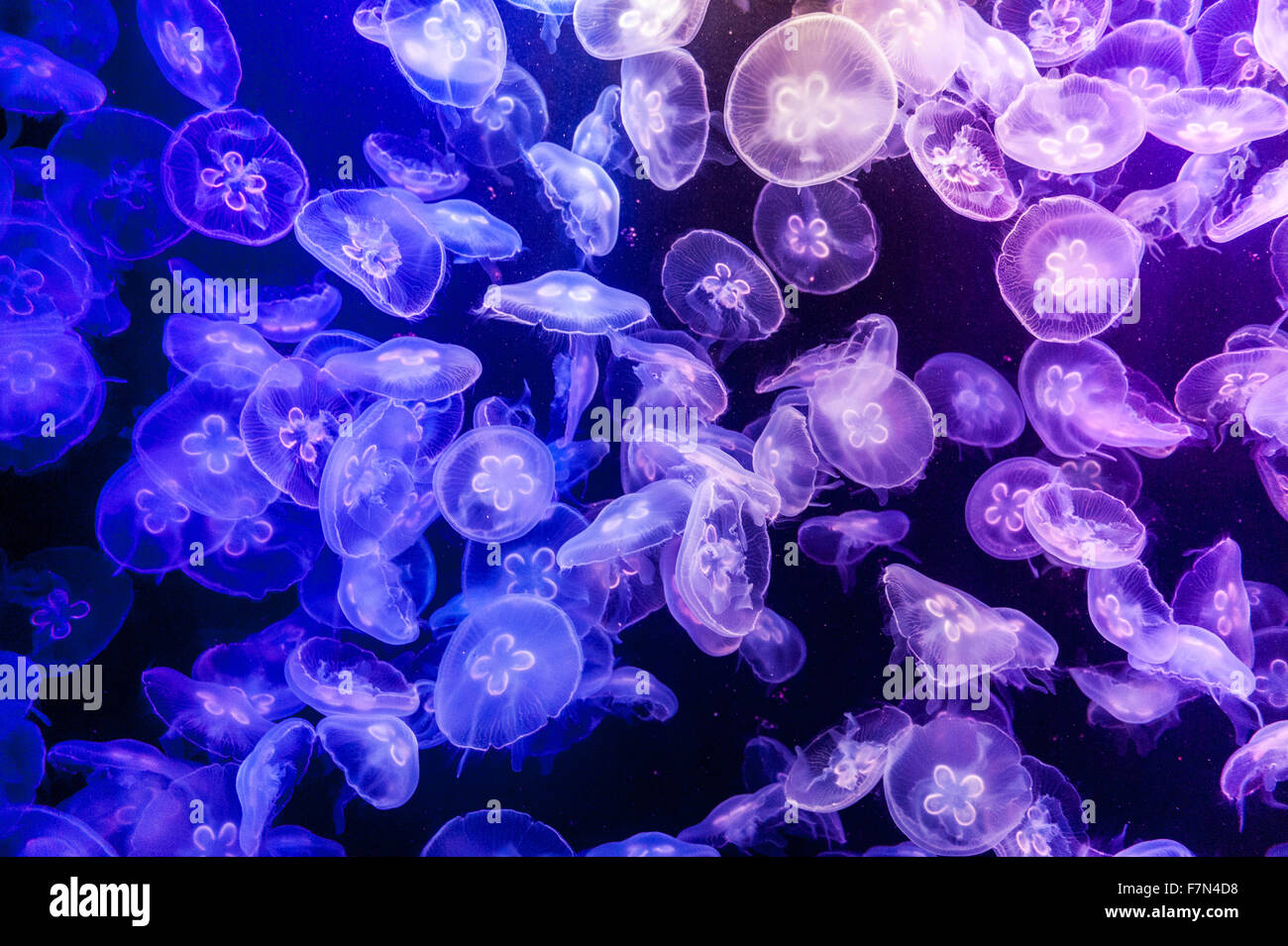 L'école de méduses dans un aquarium avec lumière bleue Banque D'Images