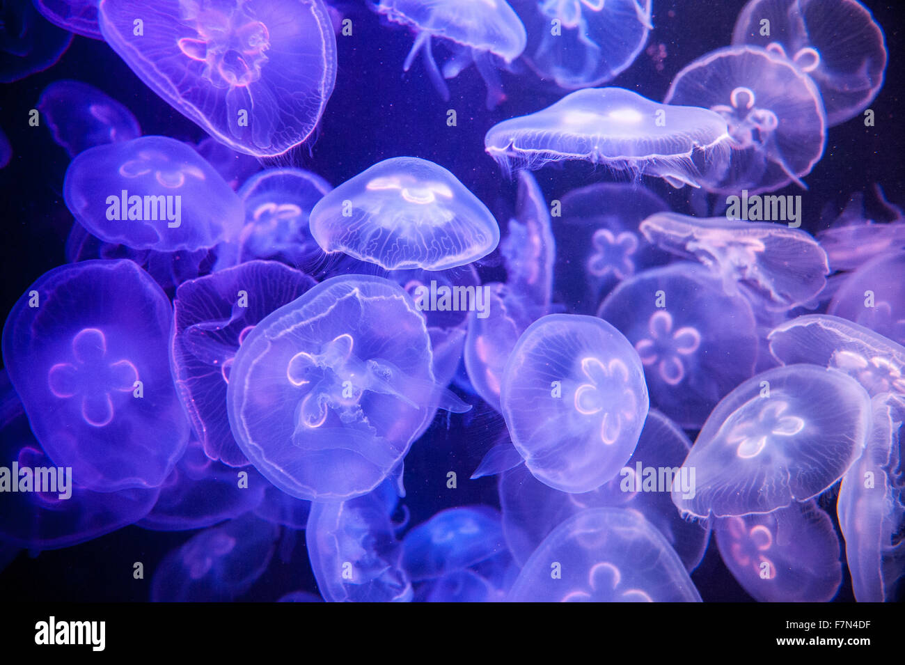 L'école de méduses dans un aquarium avec lumière bleue Banque D'Images