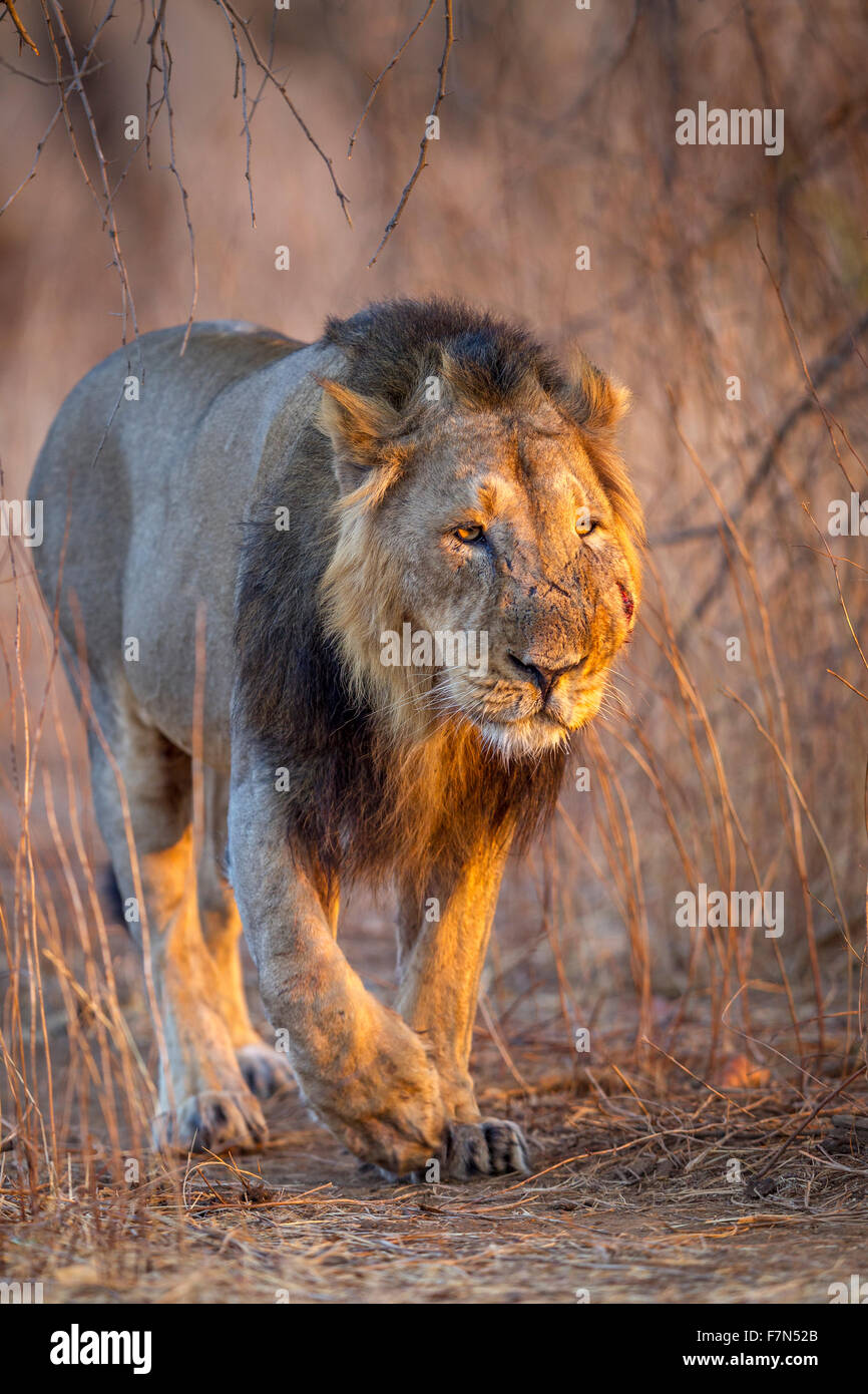 Asiatic lion mâle en lumière dorée (Panthera leo persica) à Rif forêt, Gujarat, Inde. Banque D'Images