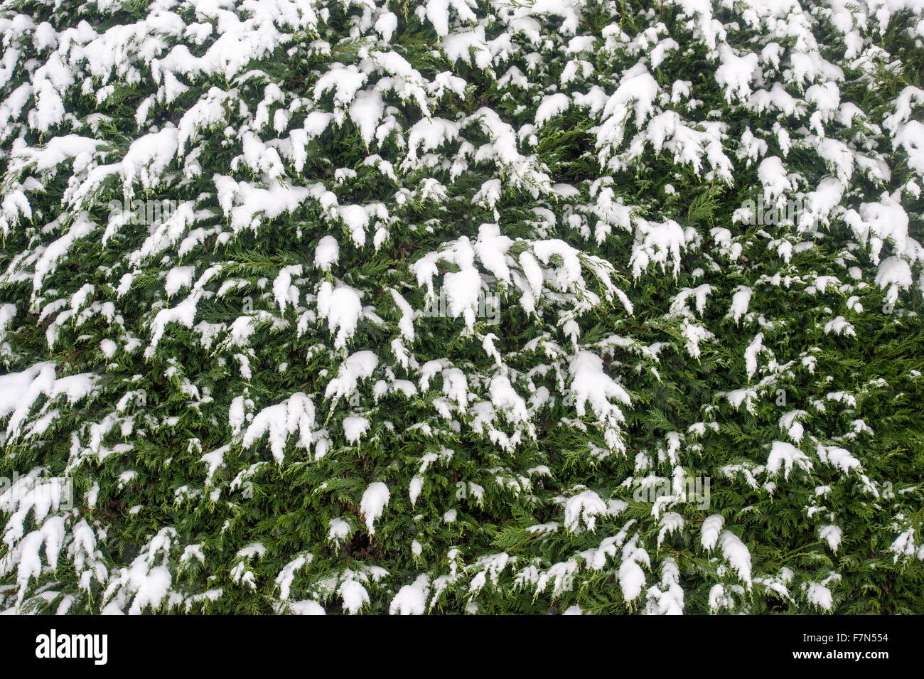 La neige couvrant les arbres et feuilles de Bush Banque D'Images