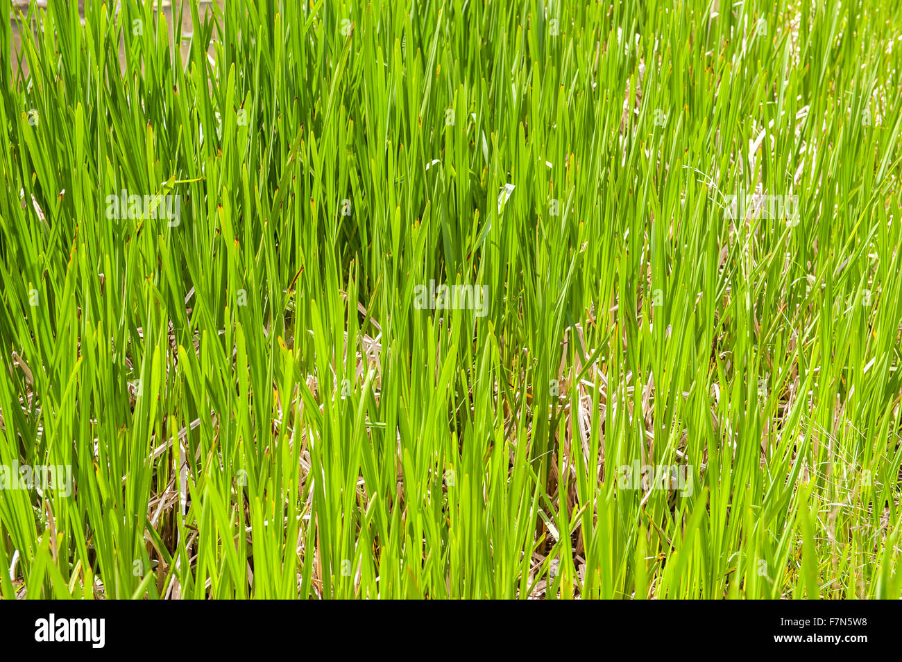 L'herbe verte fraîche dans la zone close up Banque D'Images