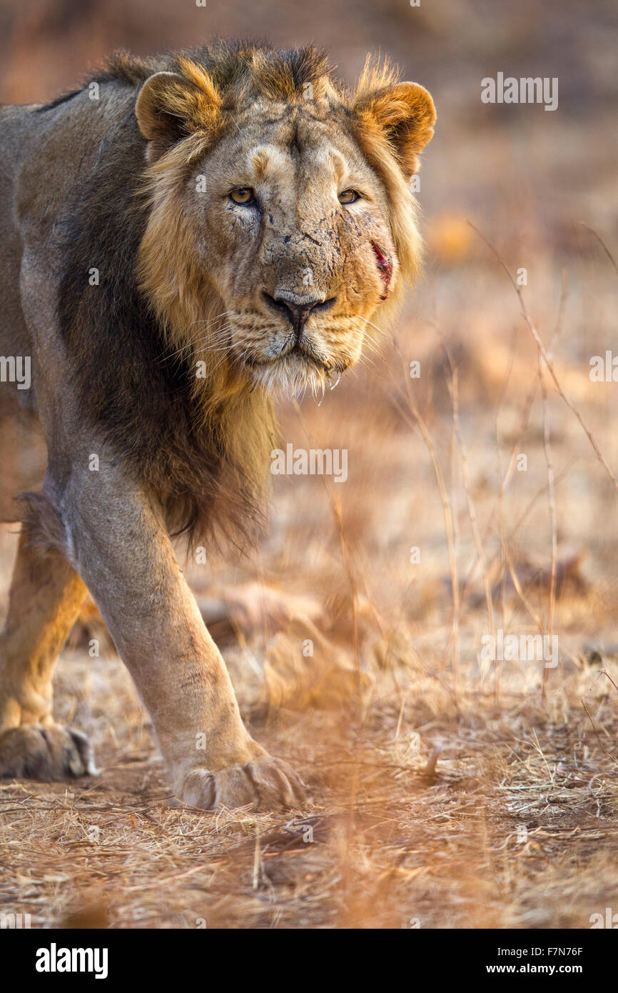 Asiatic lion mâle en lumière dorée (Panthera leo persica) à Rif forêt, Gujarat, Inde. Banque D'Images