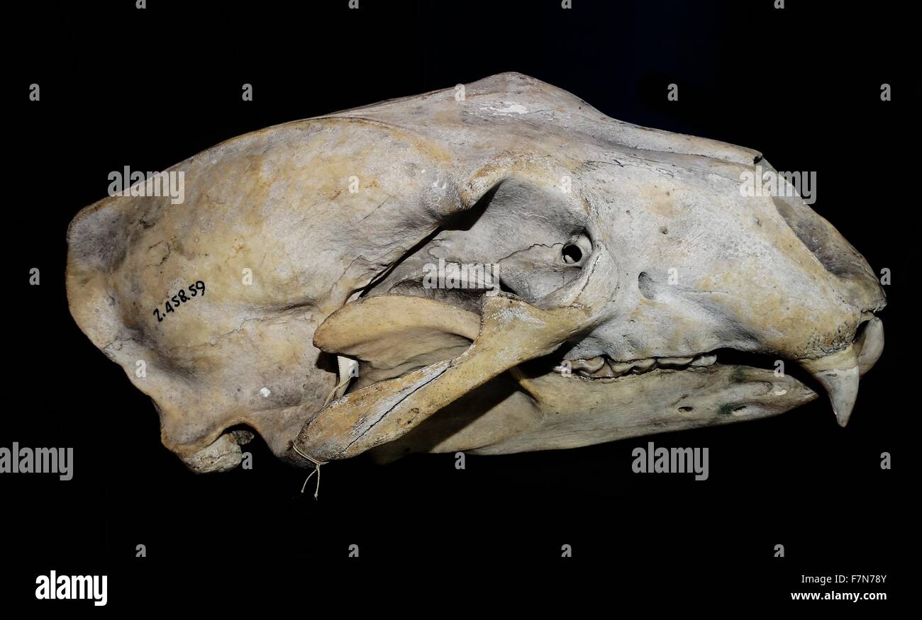 Crâne d'ours polaires. Les ours polaires sont des prédateurs dangereux avec des crocs acérés et un appétit pour la viande de phoque. 2014 Banque D'Images