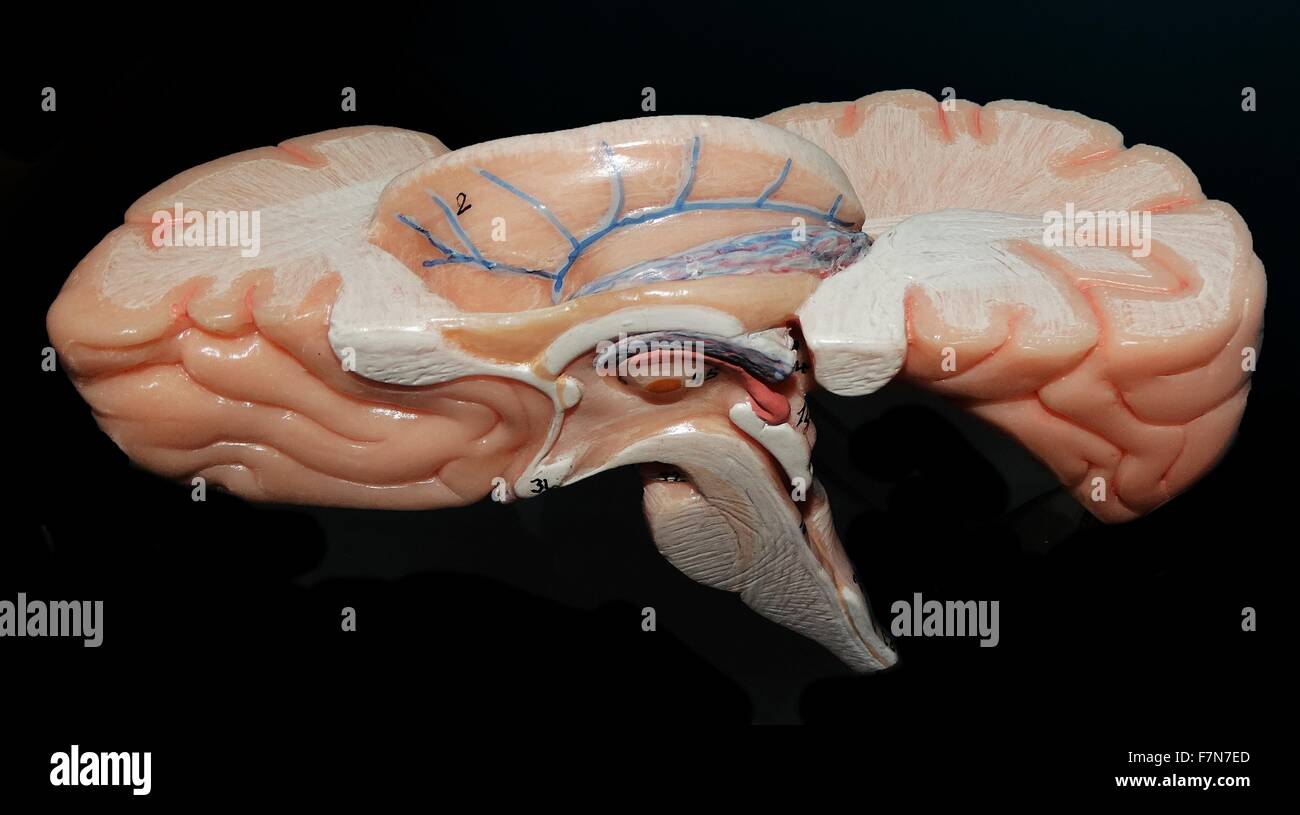 La carte du cerveau humain. Nous savons aujourd'hui que différentes zones du cerveau ont des rôles différents . Vos sens par exemple ont chacun leurs propres domaines. 2014 Banque D'Images
