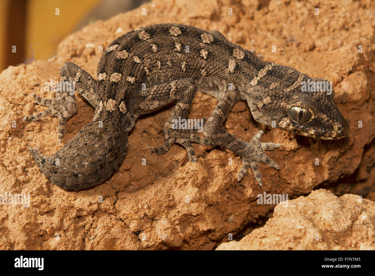 GECKO VIPÈRE OU CAROTTE-TAIL GECKO, Hemidactylus imbricatus, Maharashtra, Inde. Le gecko de petite taille Banque D'Images