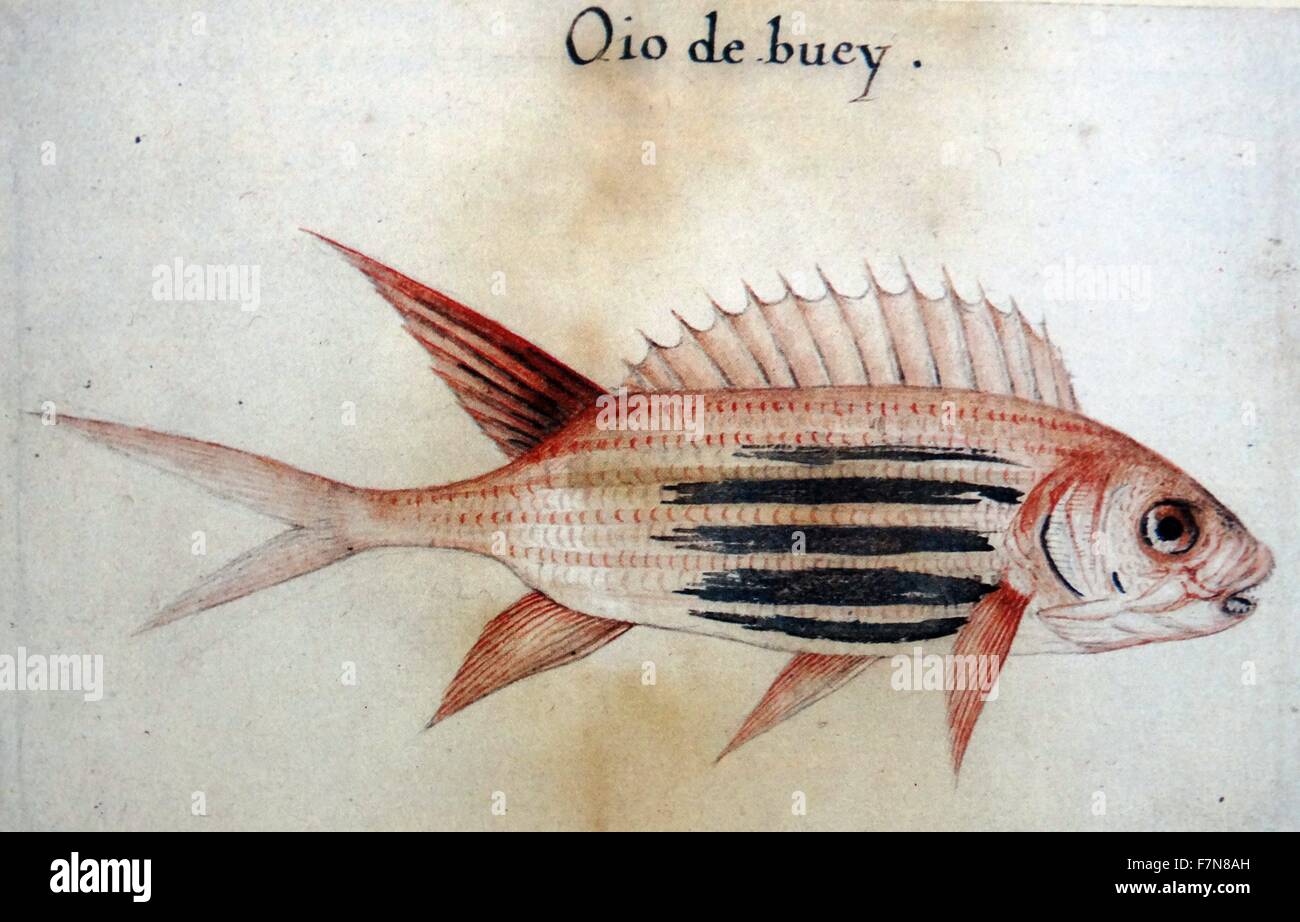 Poisson écureuil (poisson soldat), par John White (1585-1586) créé. Banque D'Images