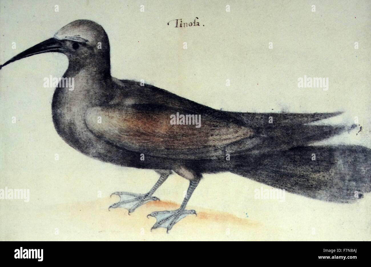 Noddy Tern Bird, par John White (1585-1586) créé. Banque D'Images