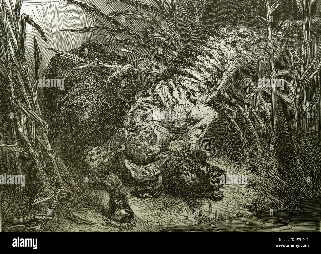 Illustration de l'attaque d'un tigre dans la jungle de Buffalo. 1857 Banque D'Images