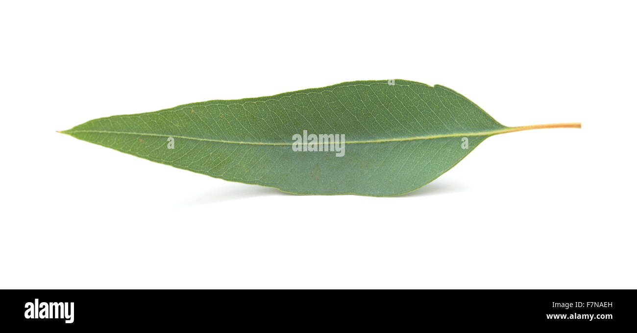 Eukalyptus frais feuilles isolées sur fond blanc Banque D'Images