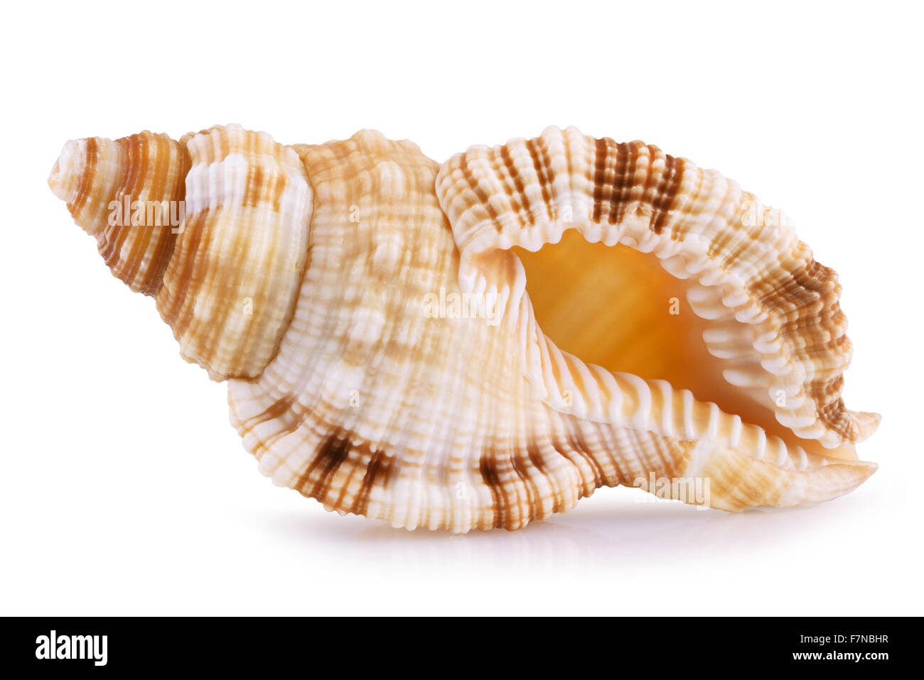 Sea Shell isolé sur fond blanc Banque D'Images