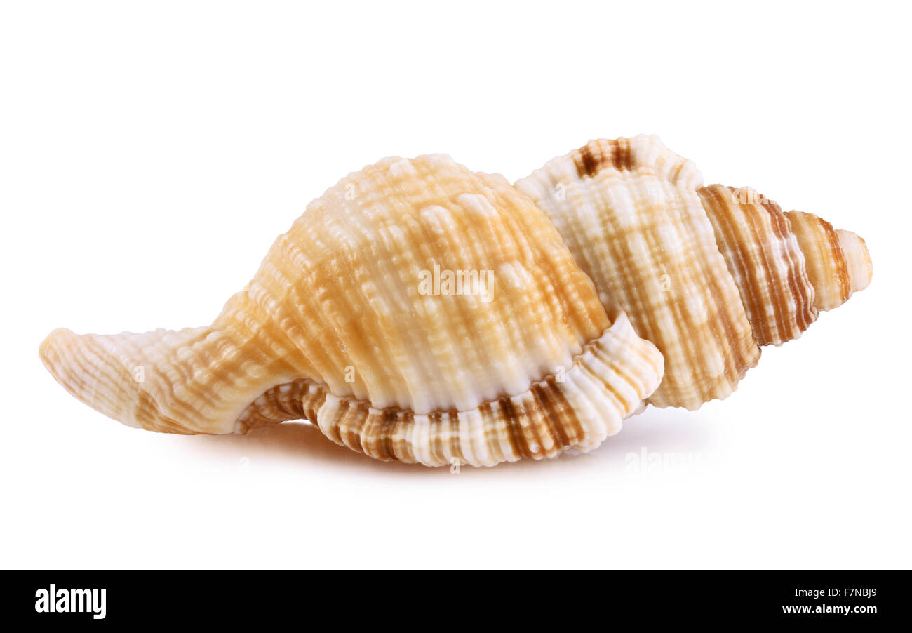 Seashell isolé sur fond blanc pour votre conception Banque D'Images