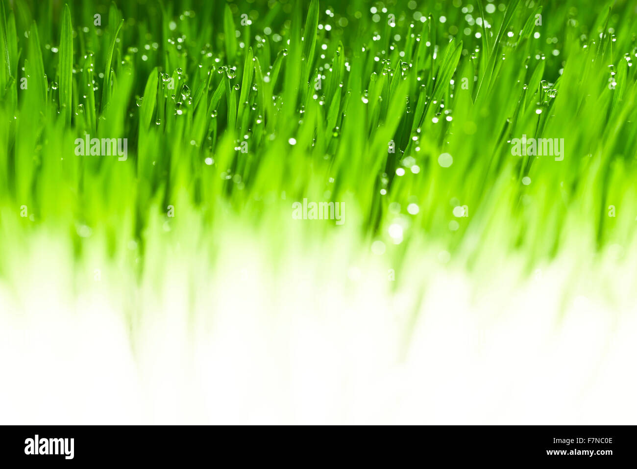 Lush, fond d'herbe verte fraîche avec des gouttes d'humidité Banque D'Images