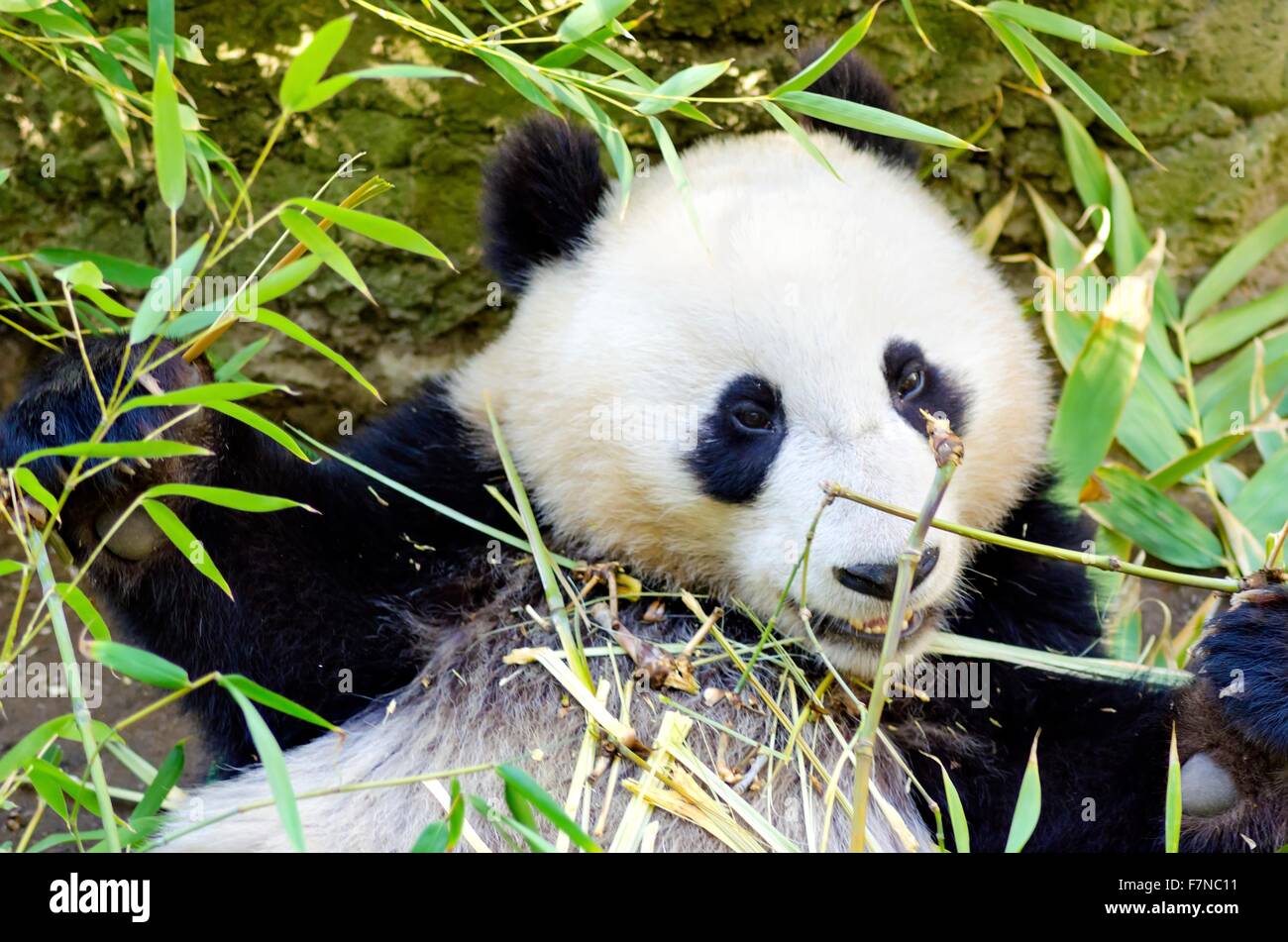 Un Mignon Adorable Bebe Panda Geant Paresseux Manger Le Bambou L Ailuropoda Melanoleuca Se Distingue Par La Grande Parcelles Noires Arou Photo Stock Alamy