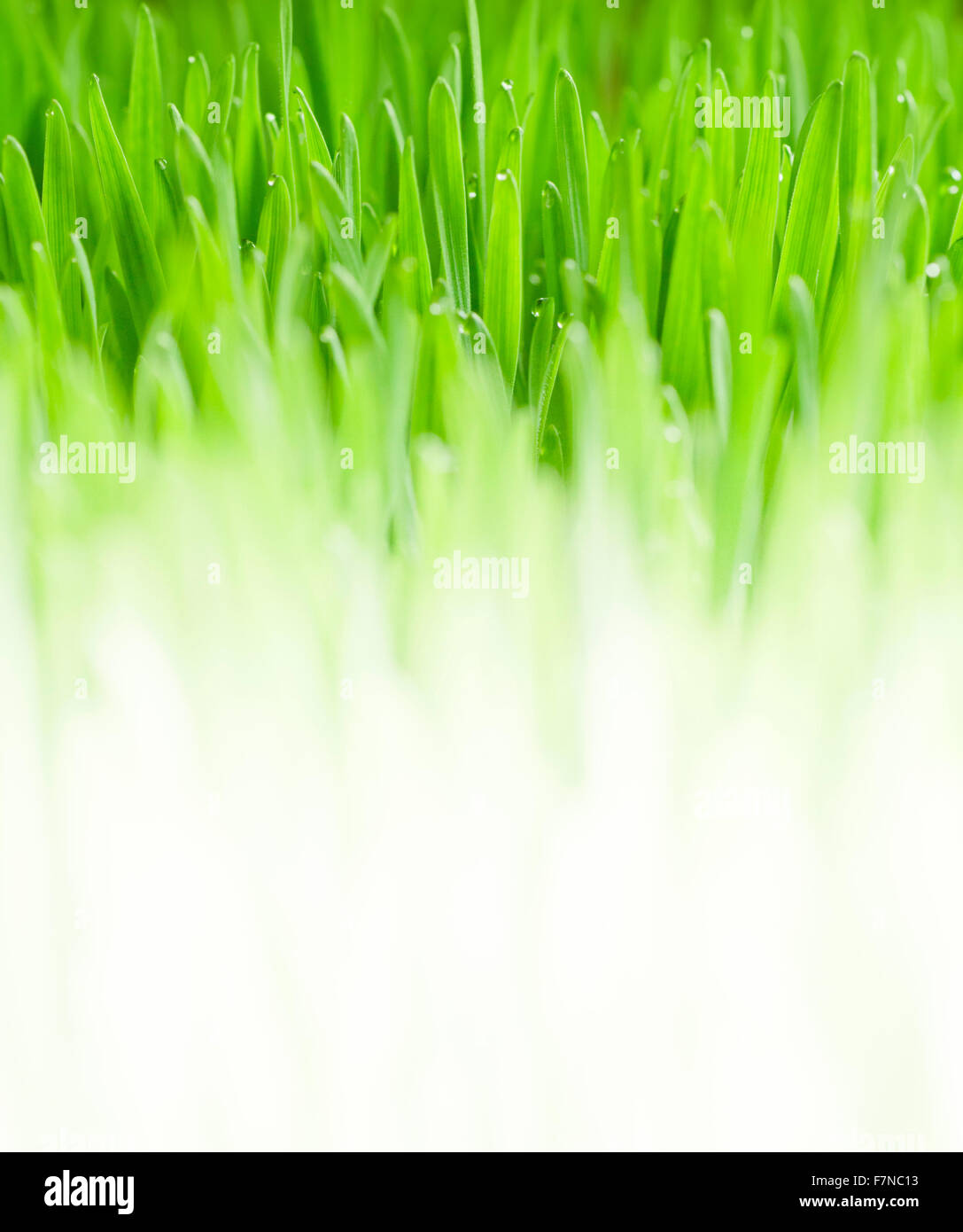 Lush, fond d'herbe verte fraîche avec des gouttes d'humidité Banque D'Images