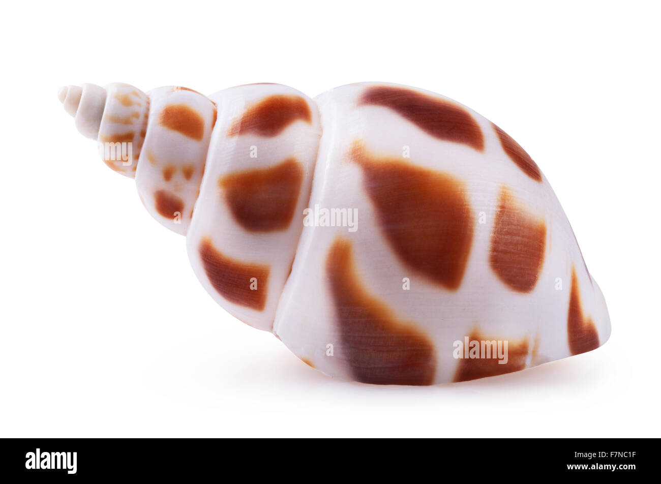 Seashell isolé sur fond blanc. Clipping Path Banque D'Images