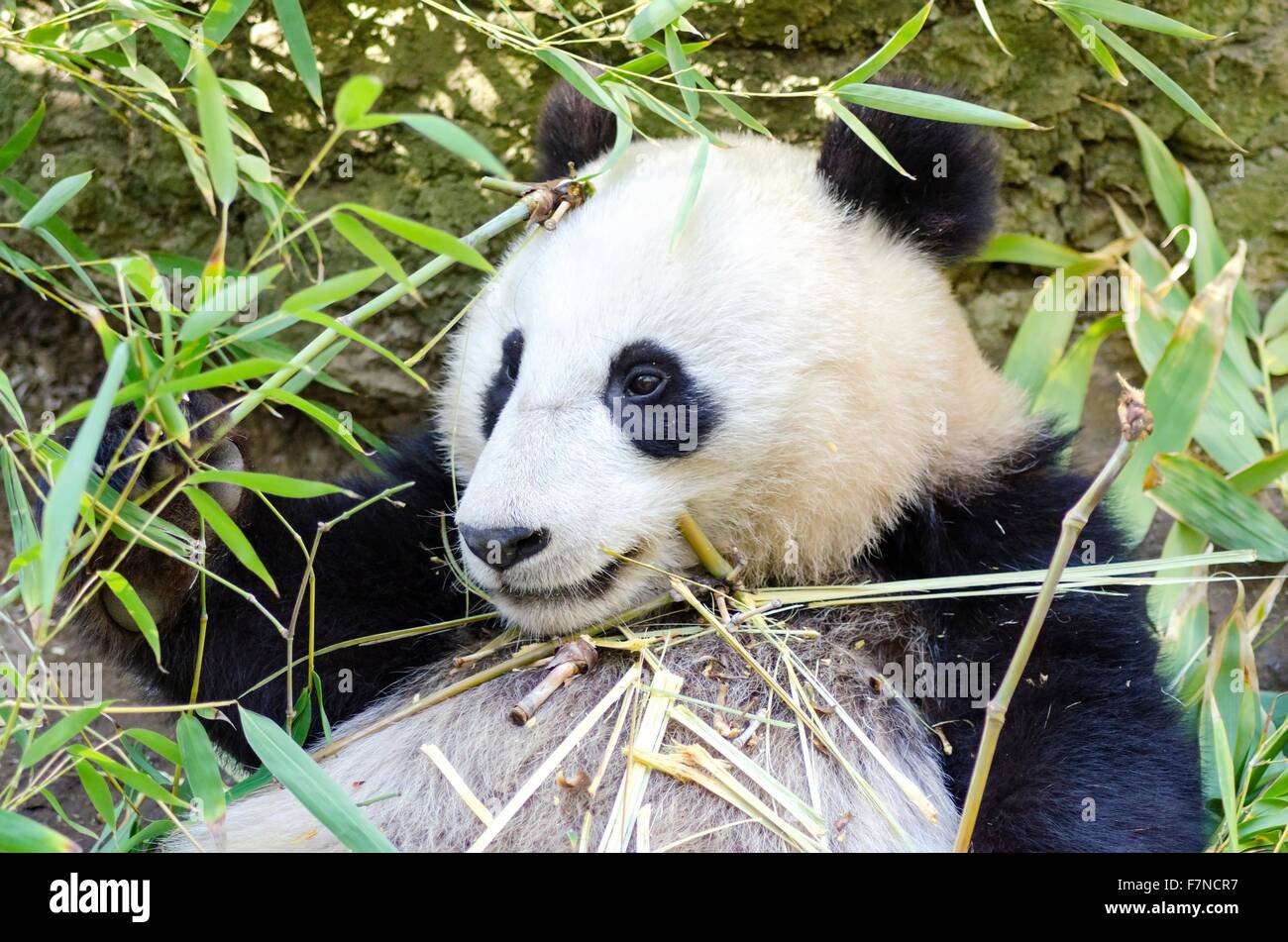 Un Mignon Adorable Bebe Panda Geant Paresseux Manger Le Bambou L Ailuropoda Melanoleuca Se Distingue Par La Grande Parcelles Noires Arou Photo Stock Alamy