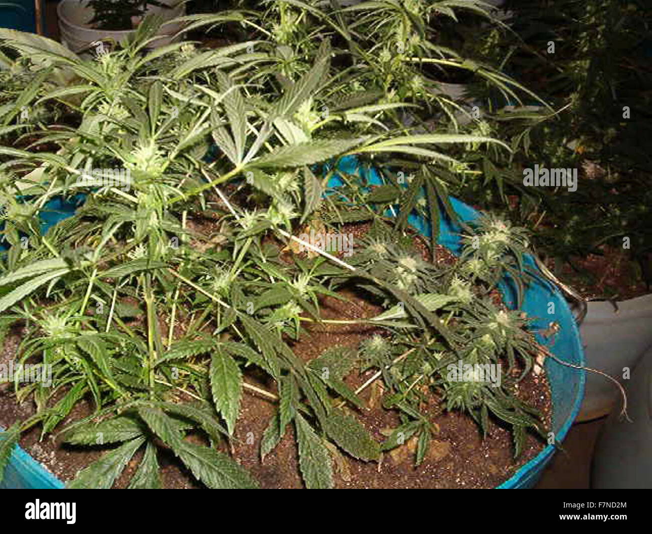 Les plantes de cannabis sont cultivées aux Etats-Unis en 2014. Le Cannabis, communément connu comme la marijuana est une préparation de la plante de cannabis destiné à être utilisé comme un médicament psychoactif et que la médecine. Banque D'Images