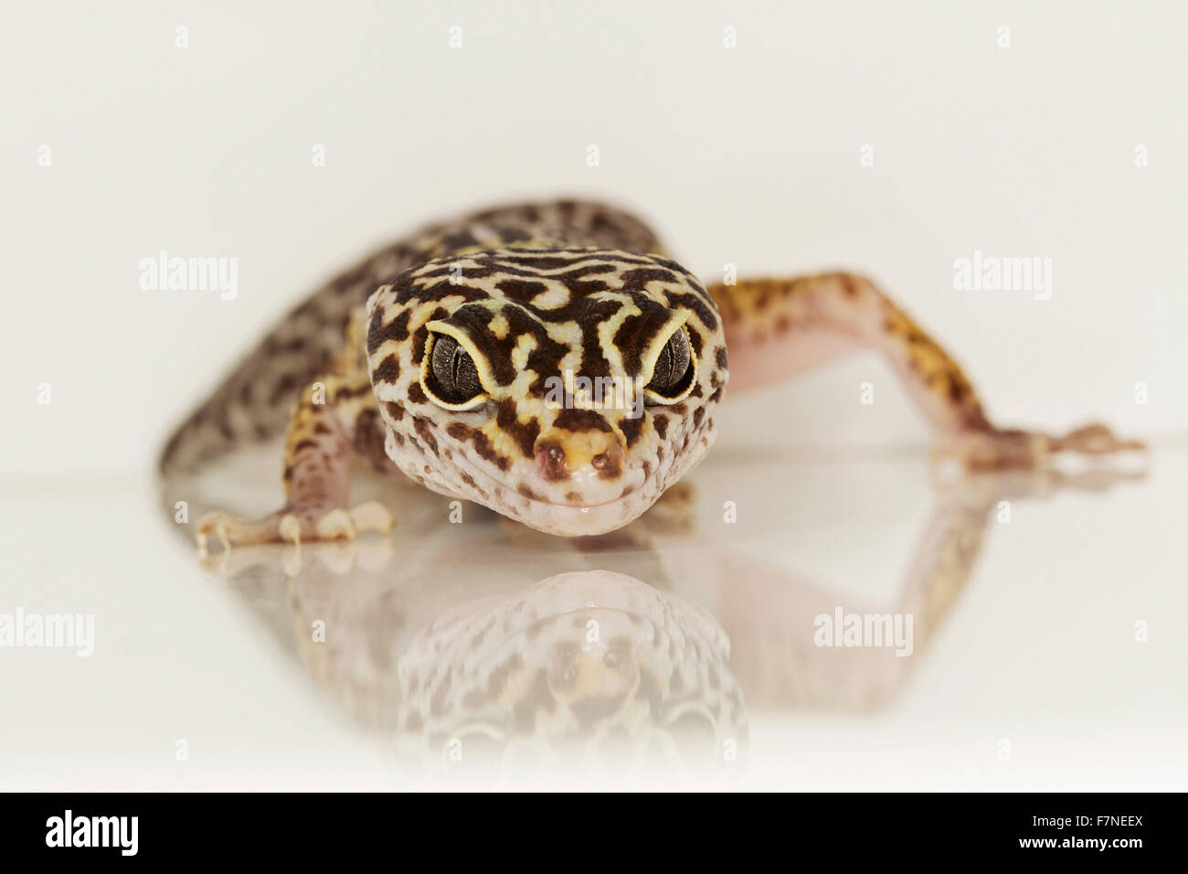 Le gecko léopard, eublepharis fuscus, Maharashtra, Inde Banque D'Images