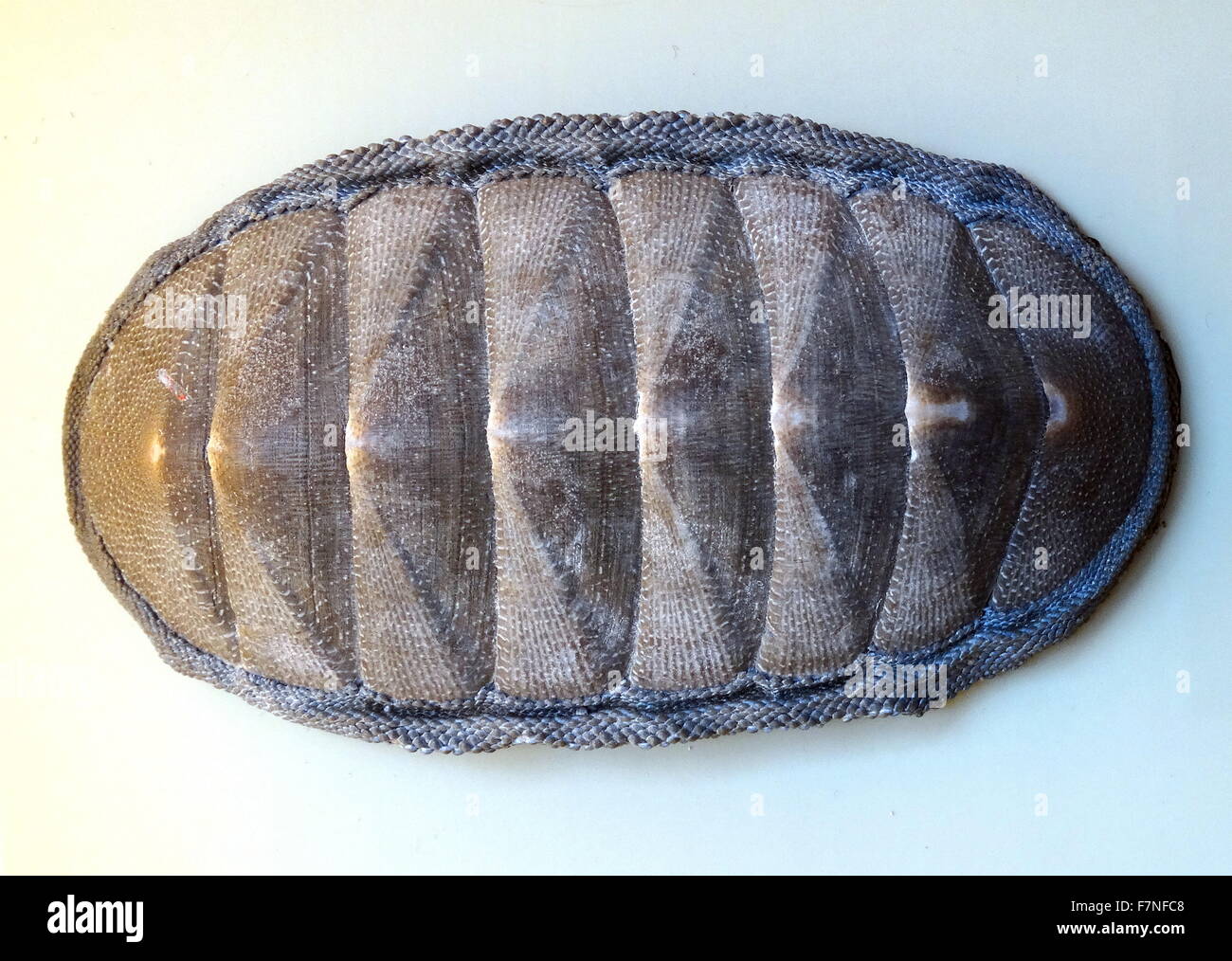 Chiton Magnificus, espèce de chiton comestibles, un polyplacophoran marines de la famille Chitonidae, les chitons typique. Le Chili. La date de 1827 Banque D'Images