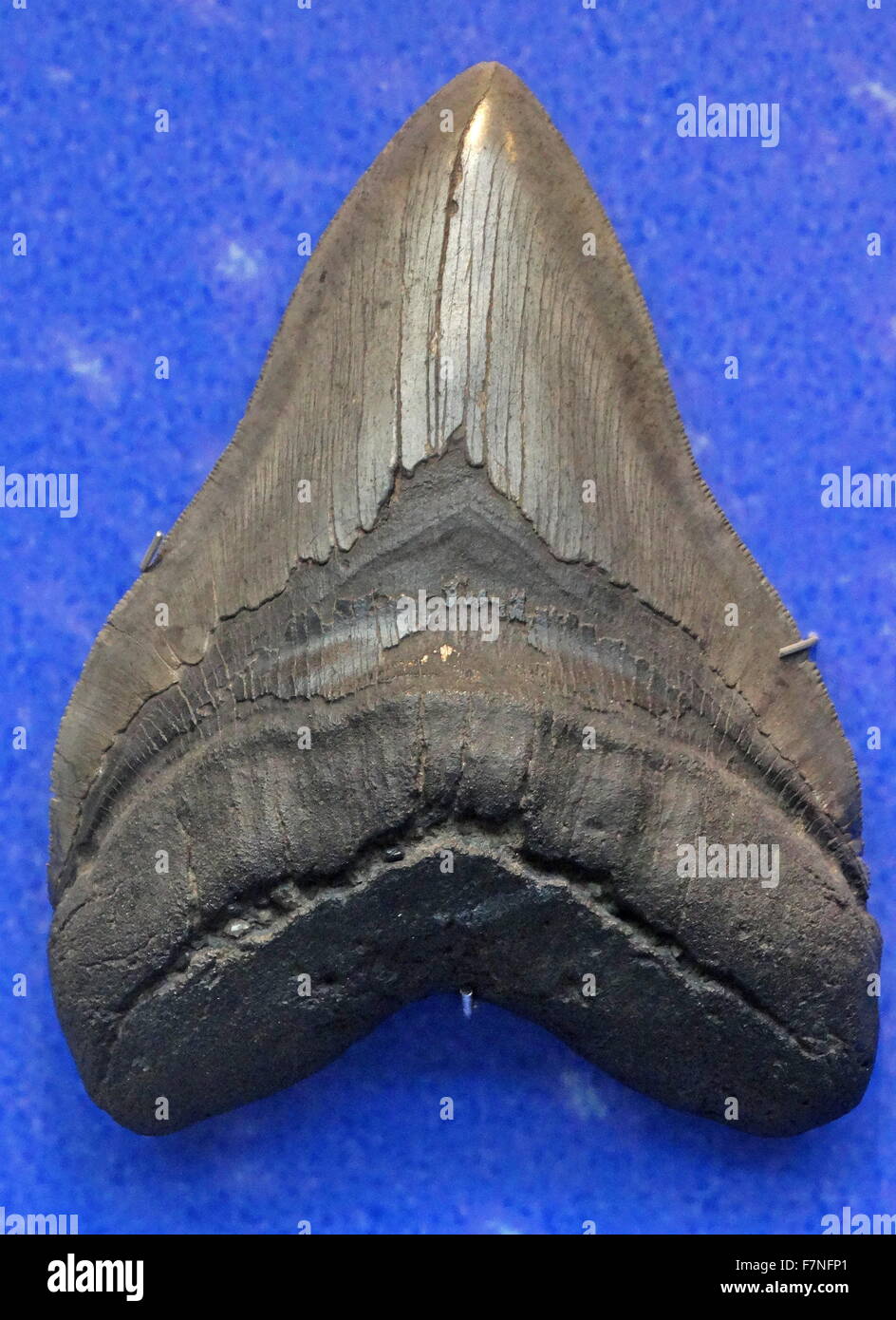 Pot Cloche En Verre Avec Fragment Dent Requin Mégalodon – Fossile Authentique Déco