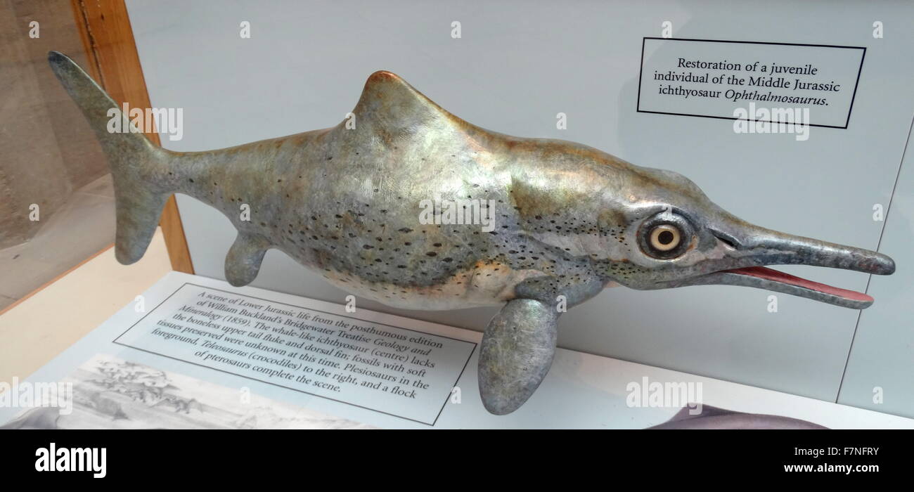 Ophthalmosaurus ichthyosaure de la fin du Jurassique. Datée 2015 Banque D'Images