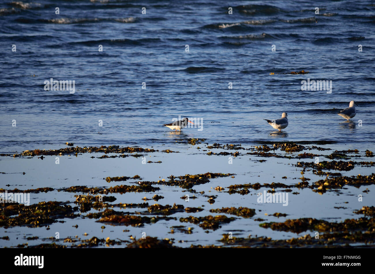 Les mouettes et les oiseaux de l'huîtrier patauger ensemble dans océan sur une journée ensoleillée d'automne Banque D'Images