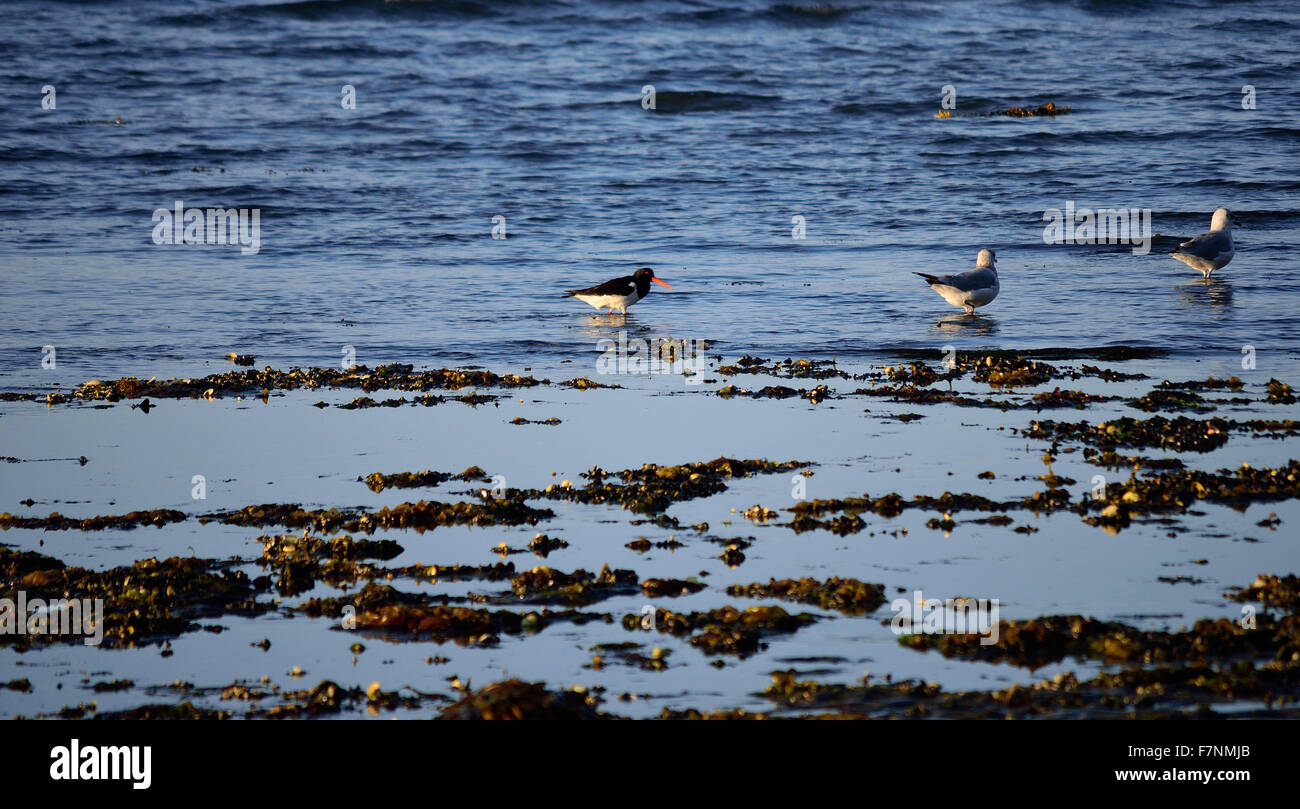 Les mouettes et les oiseaux de l'huîtrier patauger ensemble dans océan sur une journée ensoleillée d'automne Banque D'Images