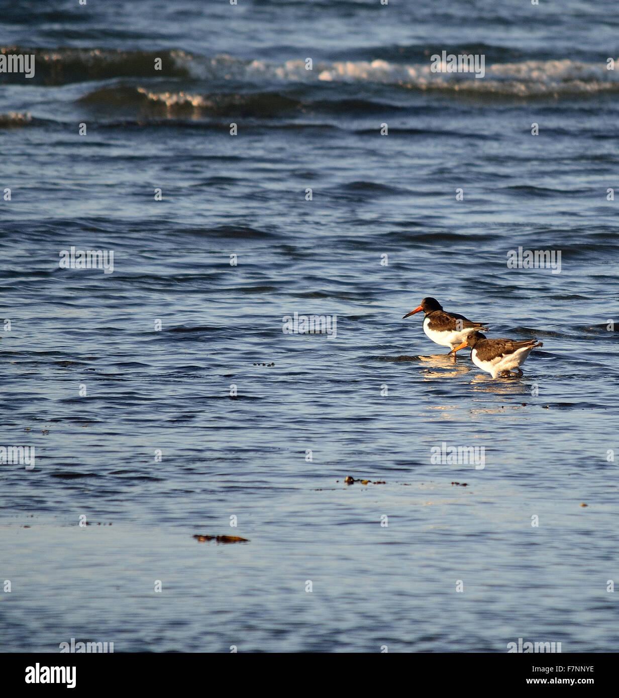 Les oiseaux de l'huîtrier de patauger dans la journée ensoleillée d'automne sur l'océan Banque D'Images