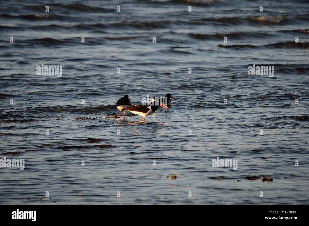 Troupeau d'oiseaux de l'huîtrier de patauger dans journée ensoleillée sur l'océan Banque D'Images