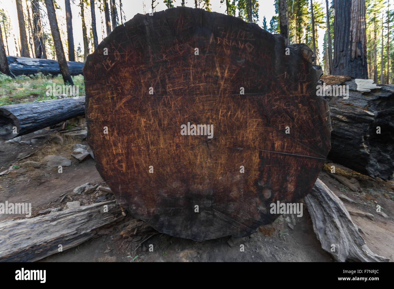 Tronc d'arbre Séquoia située en Californie Banque D'Images