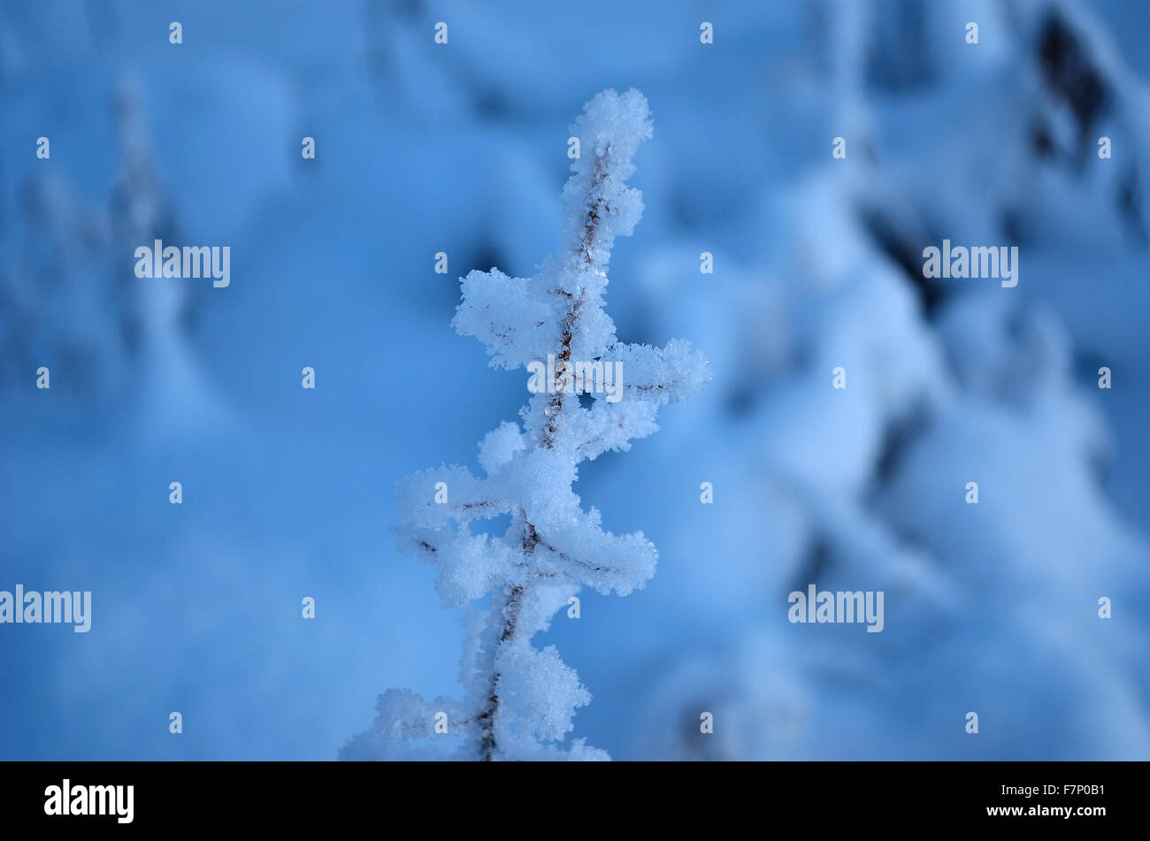Rime et couvert de glace petite brindille dans la nature d'hiver froid Banque D'Images
