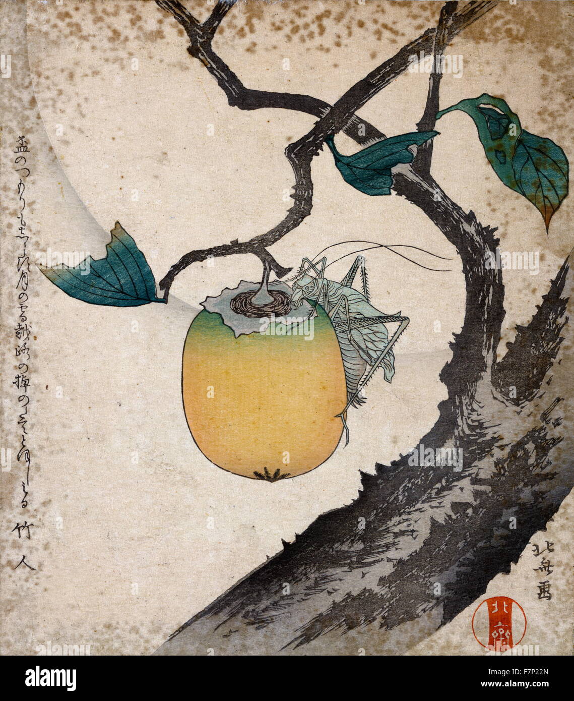 Impression japonaise montrant une sauterelle manger kaki. Par Hokusai 1760-1849 Banque D'Images