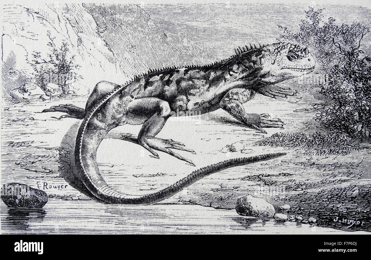 IGUANA : lézard géant à partir de l'étude par GALAPAGOS DARWIN Illustration publiée Paris 1883 Banque D'Images