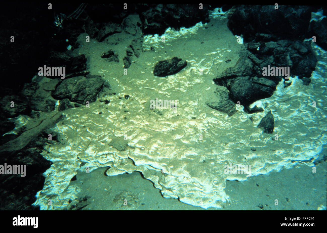 Cendres cimentées et le talus à une profondeur de 755 m au large d'Hawaï, aux États-Unis. 1988. Dépôt d'éboulis sont une pente formée par une accumulation de débris de roches brisées, comme à la base d'une falaise ou autre haut lieu, également appelé clapiers Banque D'Images