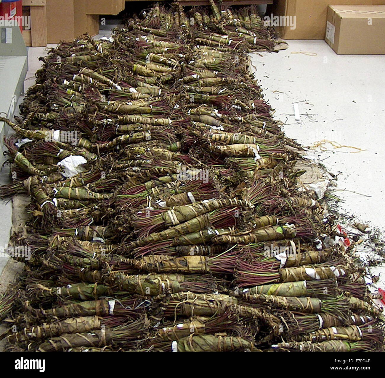 Le khat (Catha edulis) une plante originaire de la Corne de l'Afrique, est un stimulant semblable à l'amphétamine, qui est dit pour provoquer l'excitation, la perte d'appétit et de l'euphorie. Banque D'Images