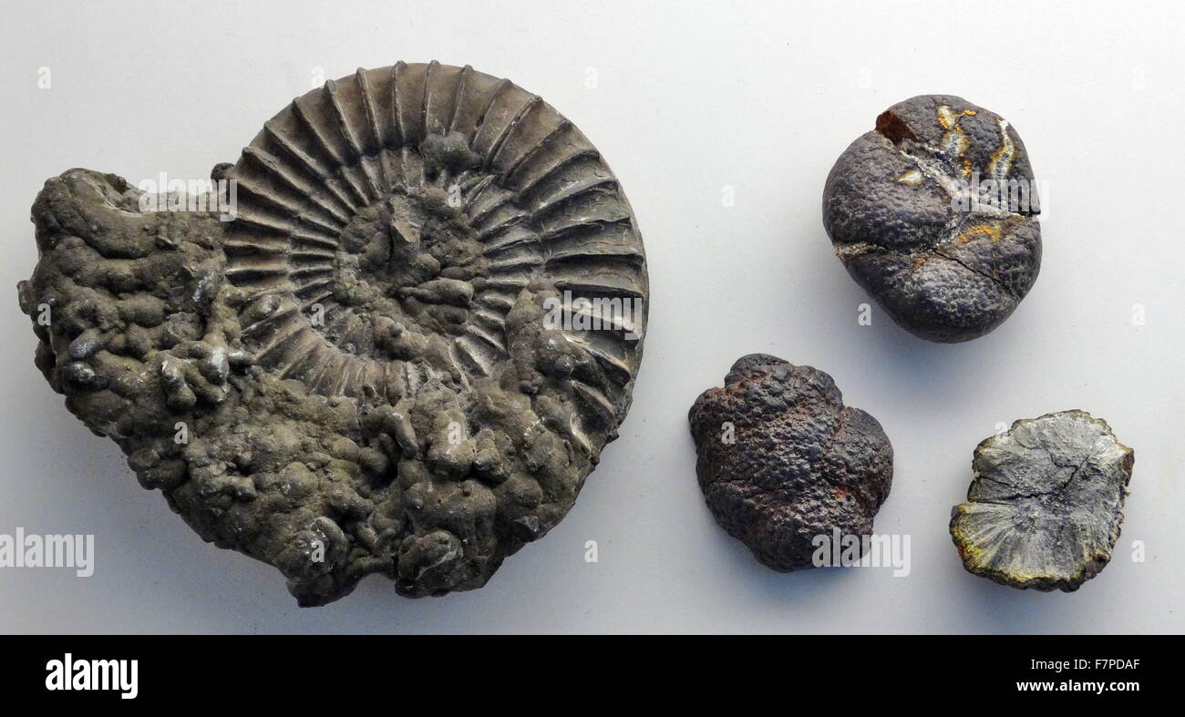 De gauche à droite : un animal fosil et non animale fosil Banque D'Images
