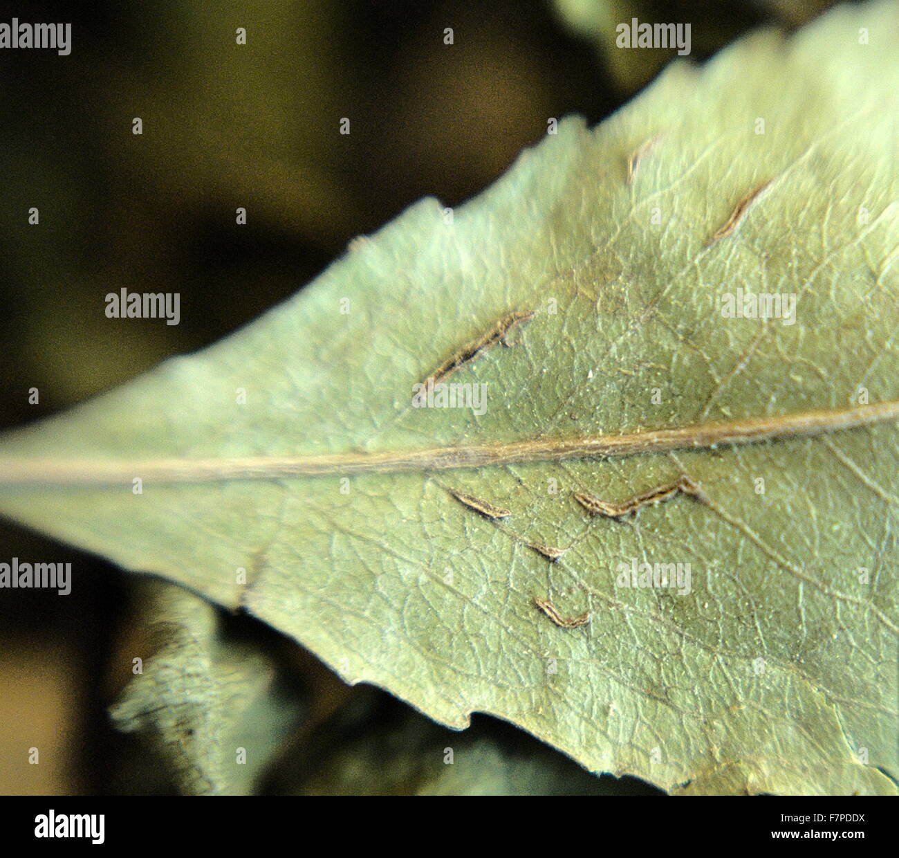 Le khat (Catha edulis) une plante originaire de la Corne de l'Afrique, est un stimulant semblable à l'amphétamine, qui est dit pour provoquer l'excitation, la perte d'appétit et de l'euphorie. Banque D'Images