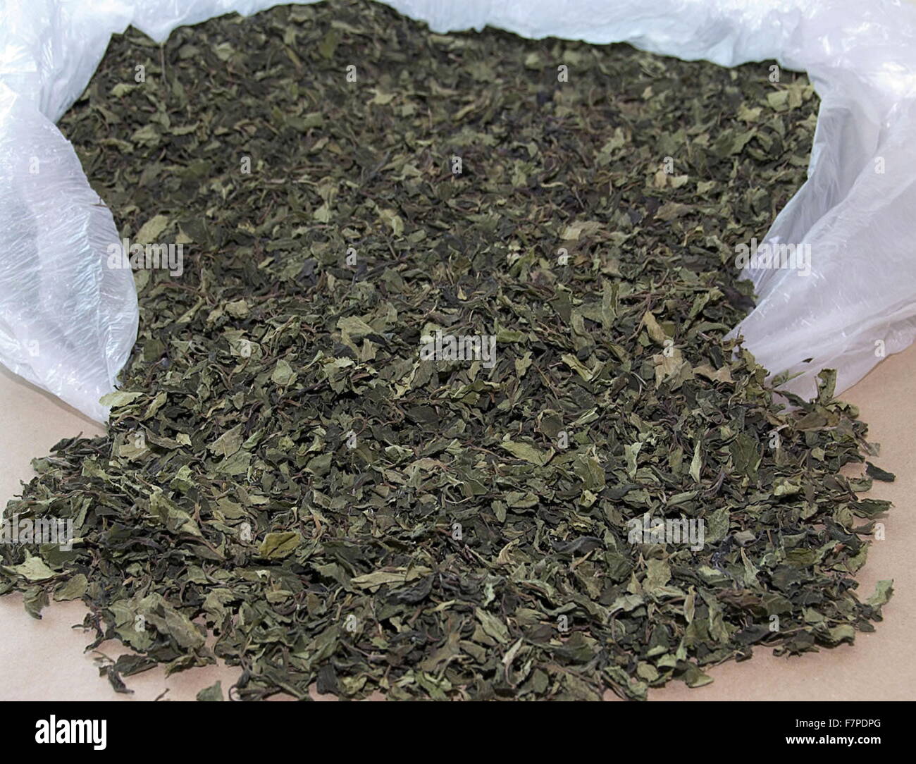 Le khat (Catha edulis) une plante originaire de la Corne de l'Afrique, est un stimulant semblable à l'amphétamine, qui est dit pour provoquer l'excitation, la perte d'appétit et de l'euphorie. Banque D'Images